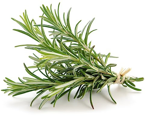 La zappa Semi di rosmarino piante per orto e giardino coltivazione domestica e professionale