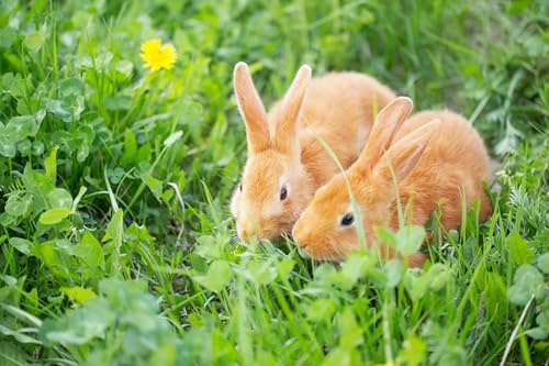 Kaninchenwiese Samen 20 qm Kräuterwiese für Kaninchen und Meerschweinchen Hochwertige Mischung aus feinen Gräsern und leckeren Kräutern