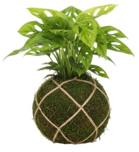DECOALIVE Kokedama Artesanal Monstera Adansonii – Planta Queso Suizo Viva de Interior