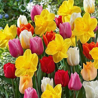 20 All in One Mixture - A Random, Colorful Mix of Tulips and Popular Dutch Master Daffodils!