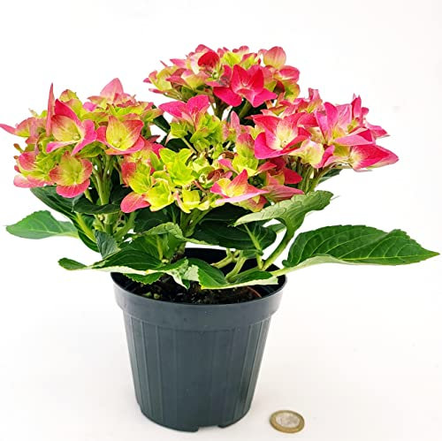 POWERS TO FLOWERS - ORTENSIA NANA ROSA INTENSO BICOLORE IN VASO 11CM, pianta vera