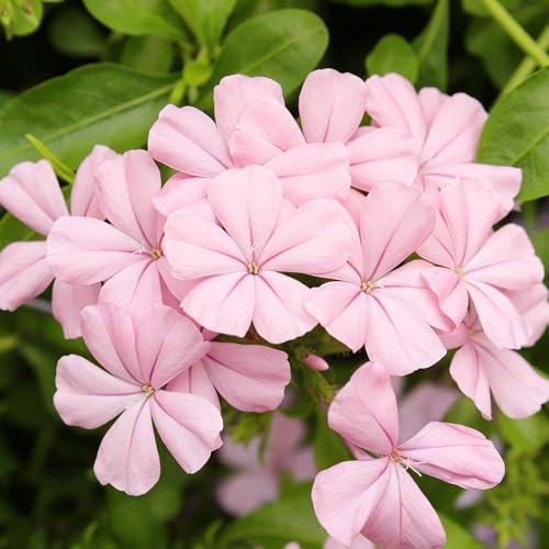 Phlox de alfombra - flox subulata decoración Cobertura jardín de interior decoraciones jardín exteriores rocas decorativa semillas 250pcs