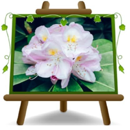 Rhododendron Rosa Gomer Wasserpflanzen Zierpflanzen Chioma: 45~55 cm. Topf: 22 cm