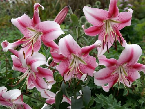 Lirio Oriental - Esencial para el Diseño de Jardines, Múltiples Variedades Disponibles, Larga Floración-10 PCS-D