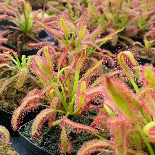 sonnentau - zimmerpflanze pflanzenkübel dekopflanzen pflanztöpfe steingartenpflanzen winterhart kräuterbeet indoor 500samen
