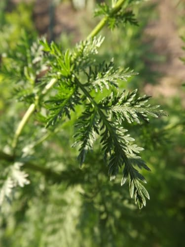 Armoise - Qing hao - Artemisia annua - Plus de 200 graines de cette plante médicinale douce ! F 004