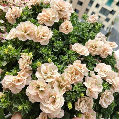 semillas de petunia colgantes Decoraciones jardines exteriores 350pcs