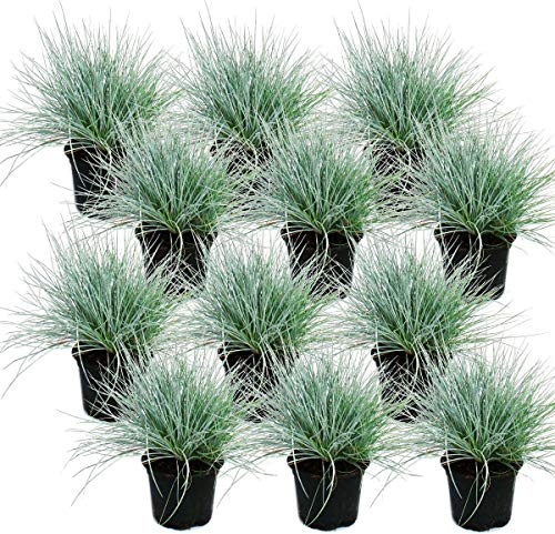 Blauschwingel-Gras - Festuca glauca - Set mit 12 Pflanzen - 9cm Topf