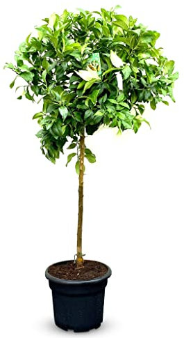 Sunny Tree - Zitronenbaum große 160 Zentimeter - Citrus Limon - 8 Jahre alt - Obstbaum - Sonnige Standorte - Fruchtbildend - A+ Ware
