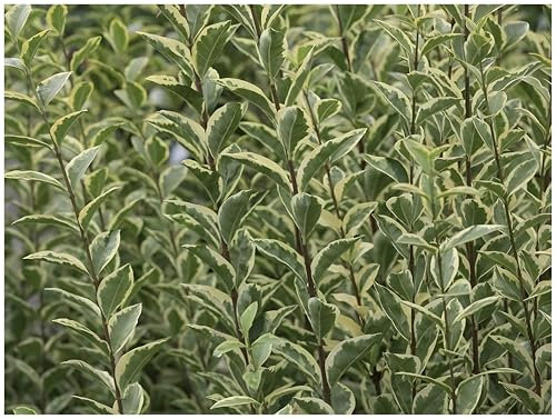 50 x Ligustrum ovalifolium 'Argenteum' (Gehölz/Heckenpflanze/Winterhart/Mehrjährig/Immergrün) Weißbunter Liguster - Stilvolle Hecken für ein edles Gartenbild - von Stauden Gänge