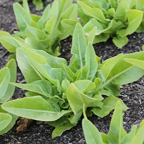 Deer Tongue - Amish Leaf Lettuce Seeds - 1 g Packet ~850 Seeds - Non-GMO, Heirloom - Vegetable Garden - Lactuca Sativa