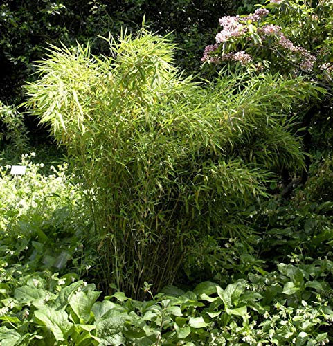 Gartenbambus Jumbo 125-150cm - Fargesia murielae - lebende Gartenpflanze aus den Baumschulen