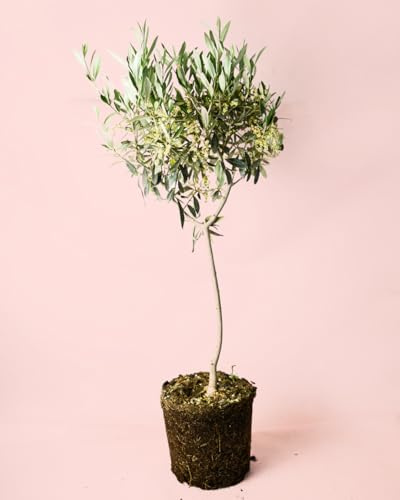 Olivo Arbolito Copa | Plantas Naturales Exterior | Pur Plant