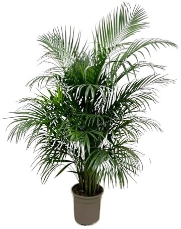 La Green Touch - Dypsis Lutescens (Areca palma) 160 cm - ø24 - pianta da interno - vaso 24 cm, altezza 160 cm