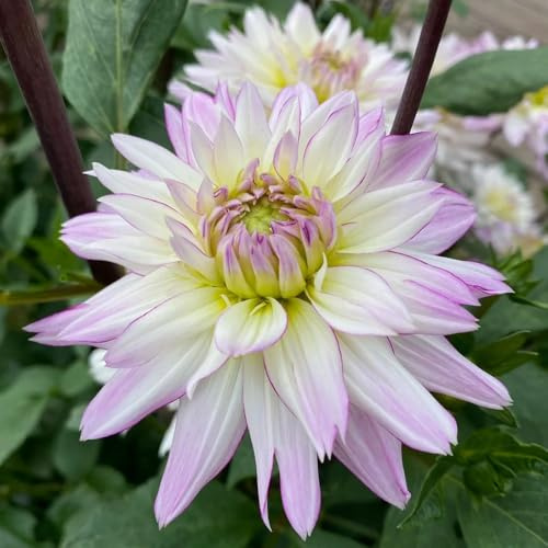 tuberi di dalia, dalie rari primaverili, lungo periodo di rizoma dalia resistenti giardino e balcone balcone, decorative in vaso bonsai 10bulbi