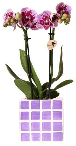 Lila Phalaenopsis Orchidee El Salvador + Mosa Ziertopf Lila Ø9cm - Zimmerpflanze