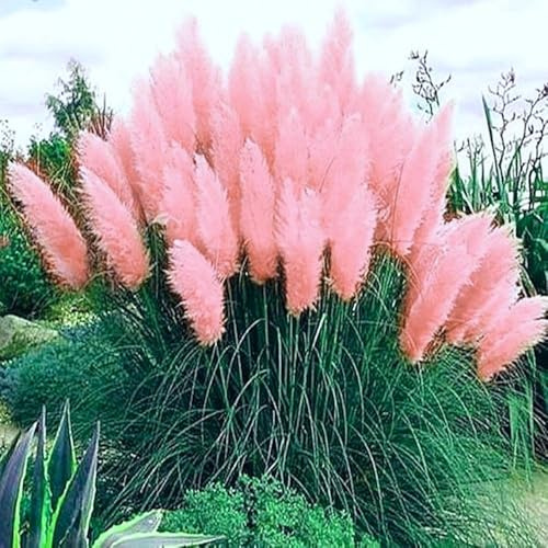 Semi di Pampas Rosa, Erba delle Pampas, Piume Decorative per Giardino e Artigianato, pampas plume rose