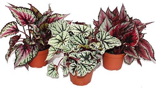 Exotenherz - Blattbegonien-Mix Botanica - 3 Pflanzen - 12cm Topf