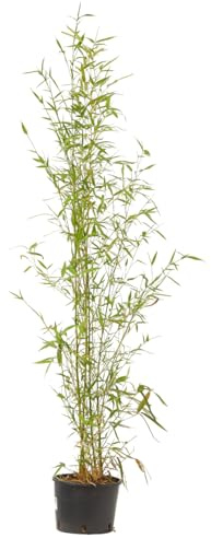 Verdecora Bambú en maceta de 5 litros | Bambusa | Planta Natural de Exterior con Follaje Denso y Vertical | Ideal para Jardines, Terrazas y Setos