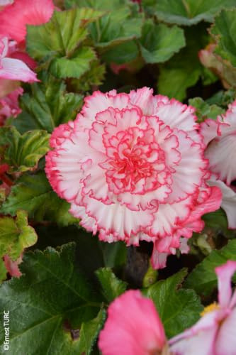 Begonia Prima Donna Clair de Lune® / Bégonia tubéreux/Conteneur de 1 à 1.9 litres/Vivace tubéreuse