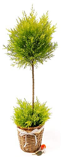 POWERS TO FLOWERS - CIPRESSO WILMA ALBERELLO IN VASO FERRO, pianta vera