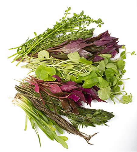 Lincolnshire Pond Plants Ltd - Loose Live Aquarium Plants - Aquatic Plants for Your Fish Tank - 75 Loose