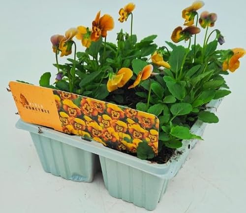 x10 Viola Honeybee Flower Plants