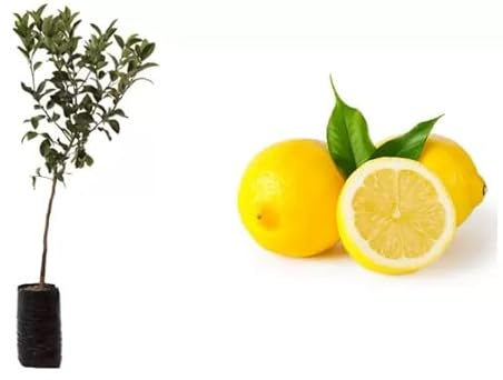 Pianta da Frutto in Fitocella, 2 Anni, Altezza 150 cm, Resistente per Balconi Terrazze e Piccoli Giardini 1 PIANTA DI (LIMONE ZAGARA BIANCA)