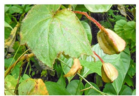 Pezzi - 10x Begonia Ignea Cespuglio Giardino Piante - Seme ID340 - Seeds & Plants Shop by Ipsa