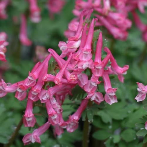 semillas de espuela de caballero orgánicas, espuela de caballero de interior, jardín 20pcs