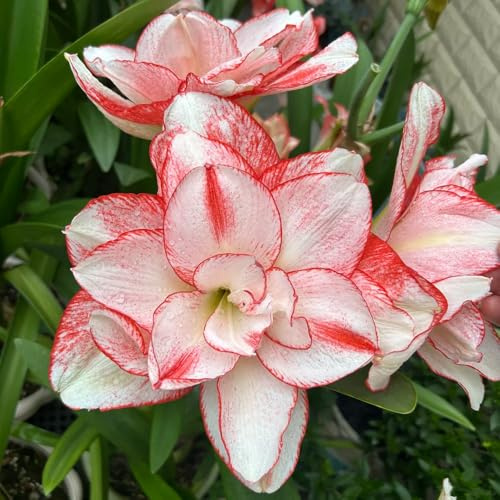 amaryllis, hochbeete für garten Hippeastrum kletterpflanzen gartendeko für draußen blumengarten zimmergewächshaus winterharte stauden für pralle sonne balkongewächshäuser mehrjährige 4zwiebel