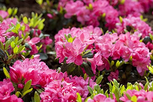 Japanische Azalee Rhododendron obtusum Canzonetta 40-50 cm winterhart | Rosa Blüten im Frühling, kompakter Wuchs, für sonnige bis halbschattige Standorte, ideal für Vorgarten und Balkon