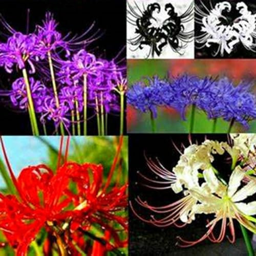 Gorgeous Spider Lily Bulbs Mix UK,Flowering Rhizome,Excellent Display,Perennial,Hardy,Good for Containers,Iridescent,Balcony Garden Bulbs.-8bulbs-J