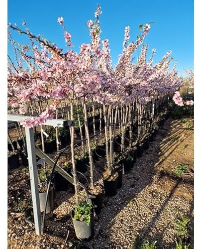 Mandelträd Prunus dulcis Marcona – äkta mandelträd i kruka, fruktträd för trädgård och terrass, söta mandlar, vinterhårda, ca 160–200 cm inkl. blomkruka