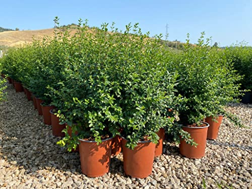 Ligustrum Sinense (Ligustro della Cina) vaso 19