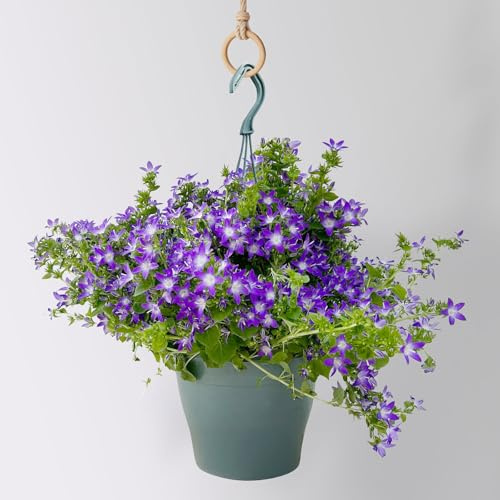 Polster-Glockenblume 'Adansa® Purple', blau-weiß, Ampeltopf-Ø 19 cm, 2 Pflanzen