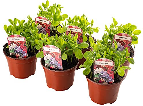 3 x Bedding Plants - Sweet Pea Dwarf (Lathyrus odoratus) | Outdoor Annuals | Garden Bedding, Border, Pot, Patio Flowers