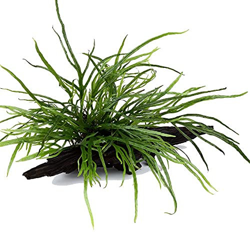 Aquarium Pflanze Microsorum pteropus 'Trident' Wasserpflanze auf Wurzel Nr.008G YWS Aquariumpflanze Wurzelstock Rhizom