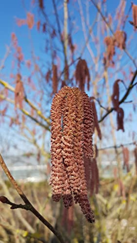 Corylus maxima 'Purpurea' / Noisetier pourpre/Conteneur de 2 à 2.9 litres/Touffe