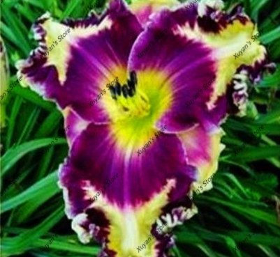 100 pz Semillas híbridas Daylily Hemerocallis Giglio Indoor Bonsai dei semi di fiore perenni per accesorio per il giardino domestico di 8