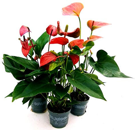 POWERS TO FLOWERS - TRIS MINI ANTHURIUM DA TAVOLO, ROSSO-ROSA-VIOLA, vaso 10cm, piante vere