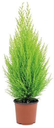 DECOALIVE Ciprés Goldcrest Árbol Natural para Terraza y Jardín