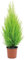 DECOALIVE Ciprés Goldcrest Árbol Natural para Terraza y Jardín