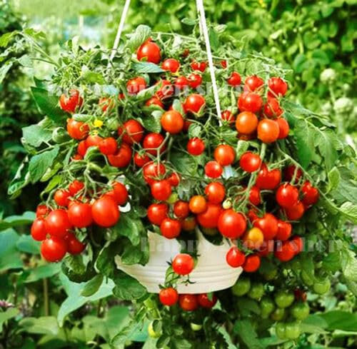 Cherry Tomato - Bajaja - 40 Seeds + Plant tag + Freebie - Balcony patio tomato