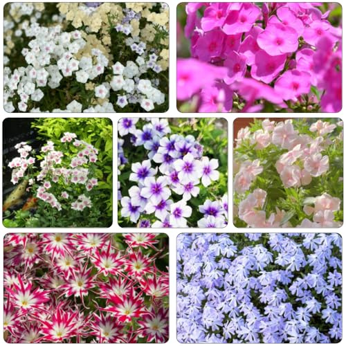 semillas Phlox de alfombra - flox subulata perennes trepadora de jardín decorativa decoraciones de jardín para exteriores invernaderos balcón prado silvestres, perenne 100pcs