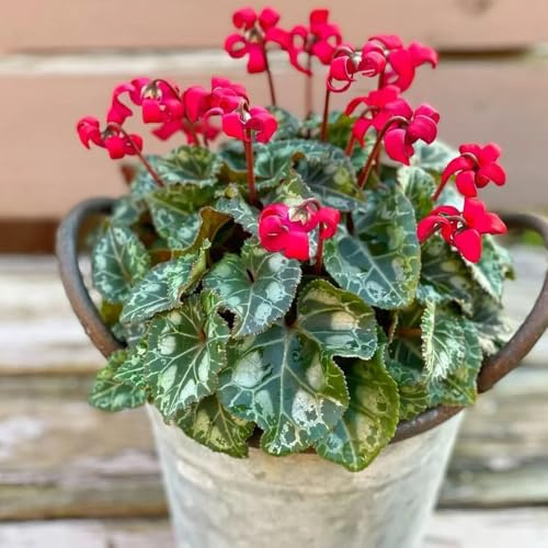 semi di ciclamino ornamentali per luoghi soleggiati rampicanti, da giardino roccioso da balcone recisi primaverili, resistenti in vaso decorazione floreale 700semi