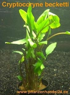 5 Töpfe Cryptocoryne becketii, Wasserpflanzen