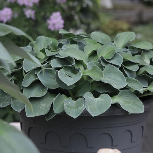 Hosta 'Blue Mouse Ears'. 9cm Plant x 2. Blue foliage plantain lily. Ideal for shade gardens. Available from Bedwen Plants
