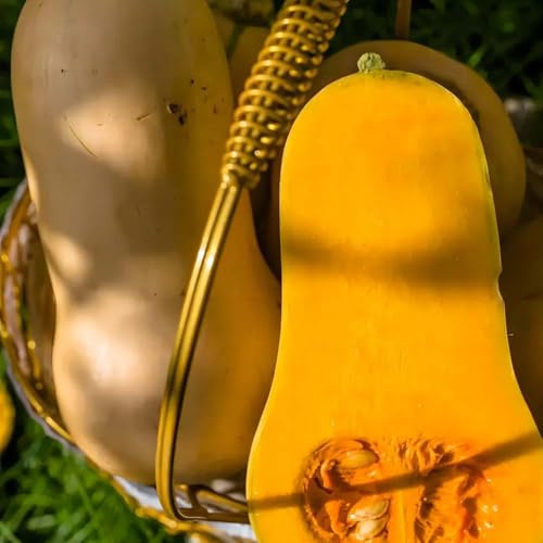 Kürbissamen, kürbis kaufen Hochbeet gemüsepflanzen Gemüsegarten aussaat gemüsesamen Premium bio gemüsebeet winterfeste einfacher Anbau 10samen