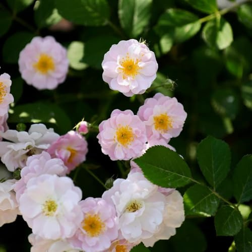 semillas de Rosales trepadores - rosa trepadora de balcón jardín interior Balcón parterre silvestres Decoraciones jardín exteriores interior 100pcs
